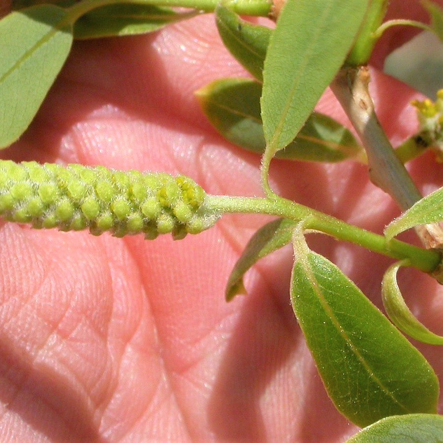 Peach-Leaved Willow - Salix amygdaloides | Potted from StWilliams