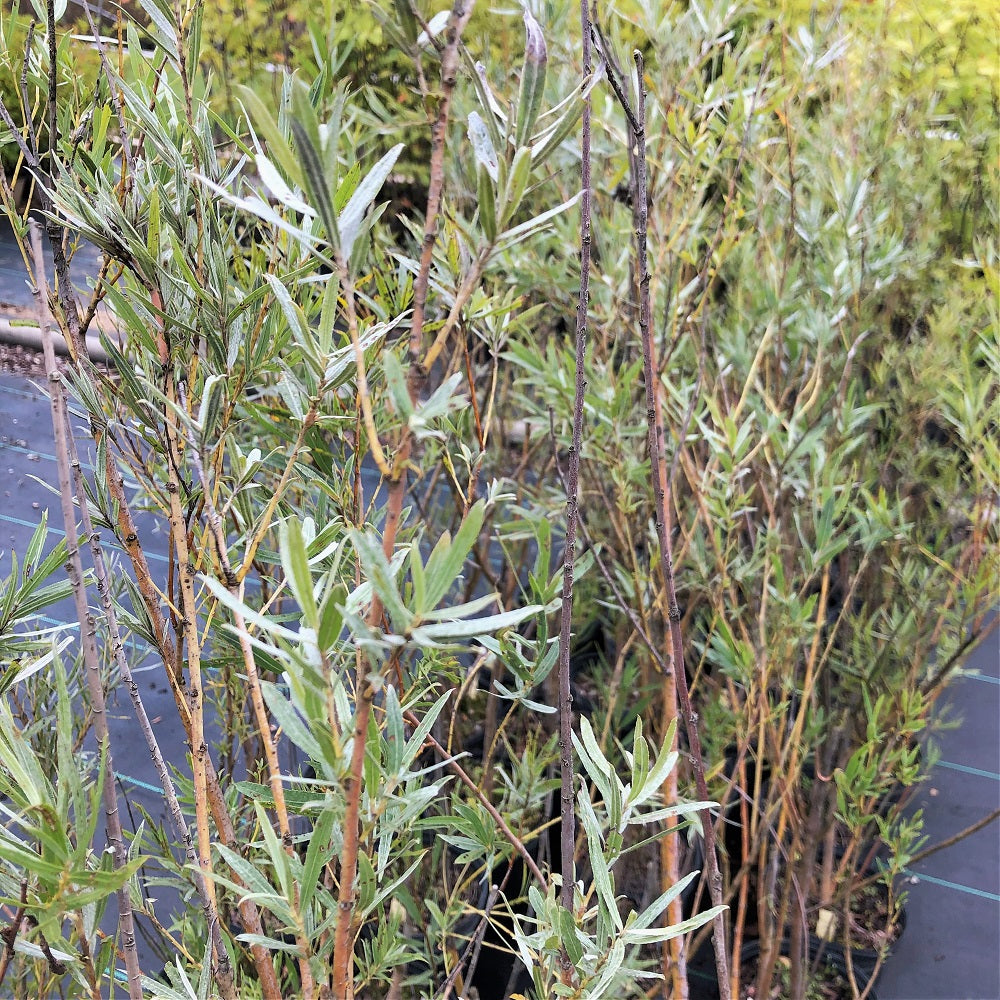 Sandbar Willow - Salix exigua | Potted from StWilliams