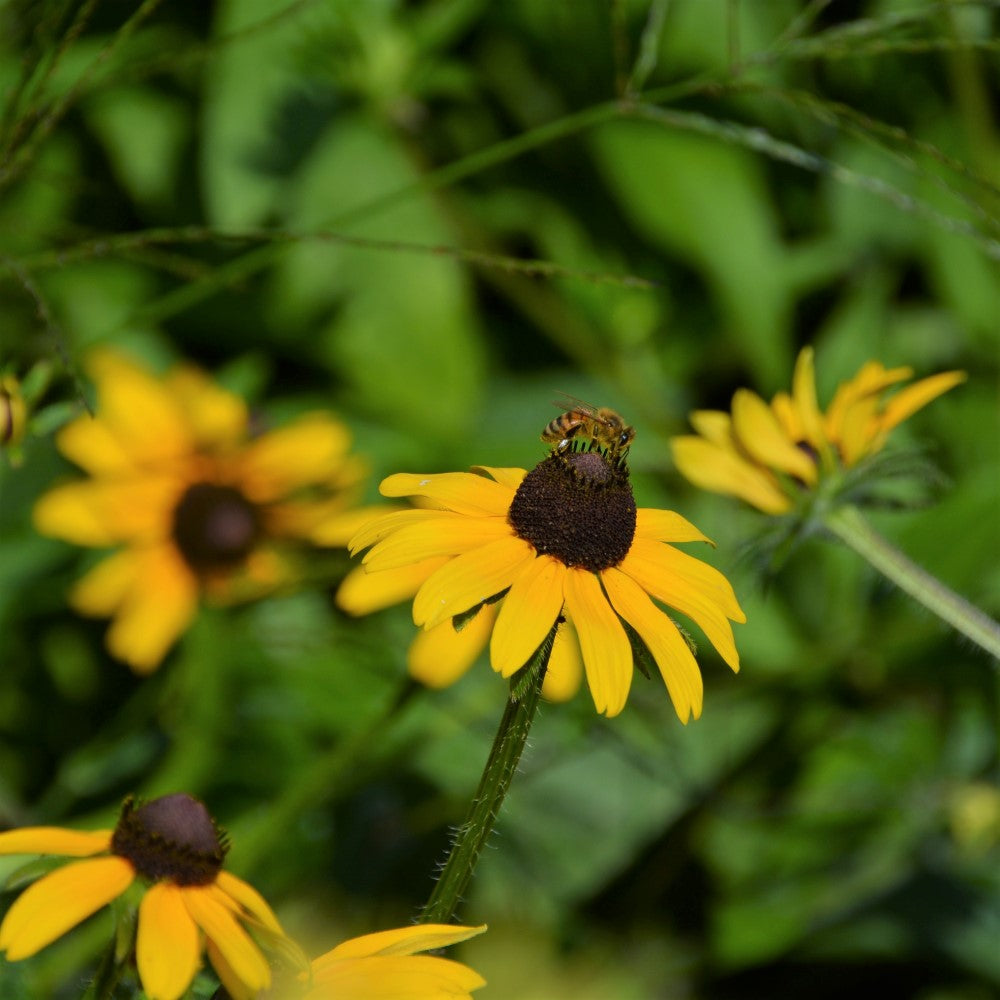 Base Restoration Native Seed Mix (kg)