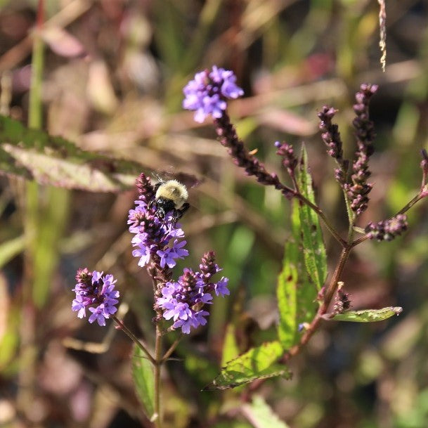 Roadside & Forest Edge Native Seed Mix (kg)