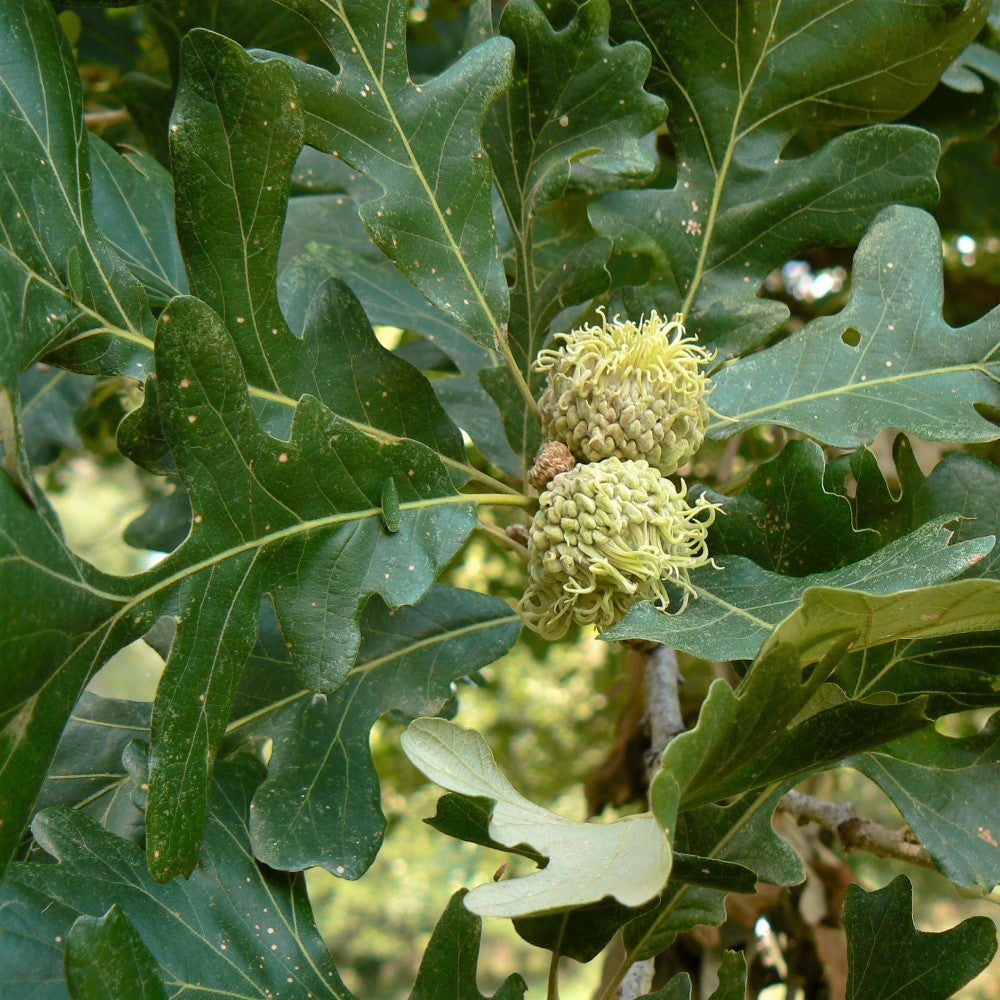 Bur Oak  - Quercus macrocarpa  | Wirebasket from ABTrees