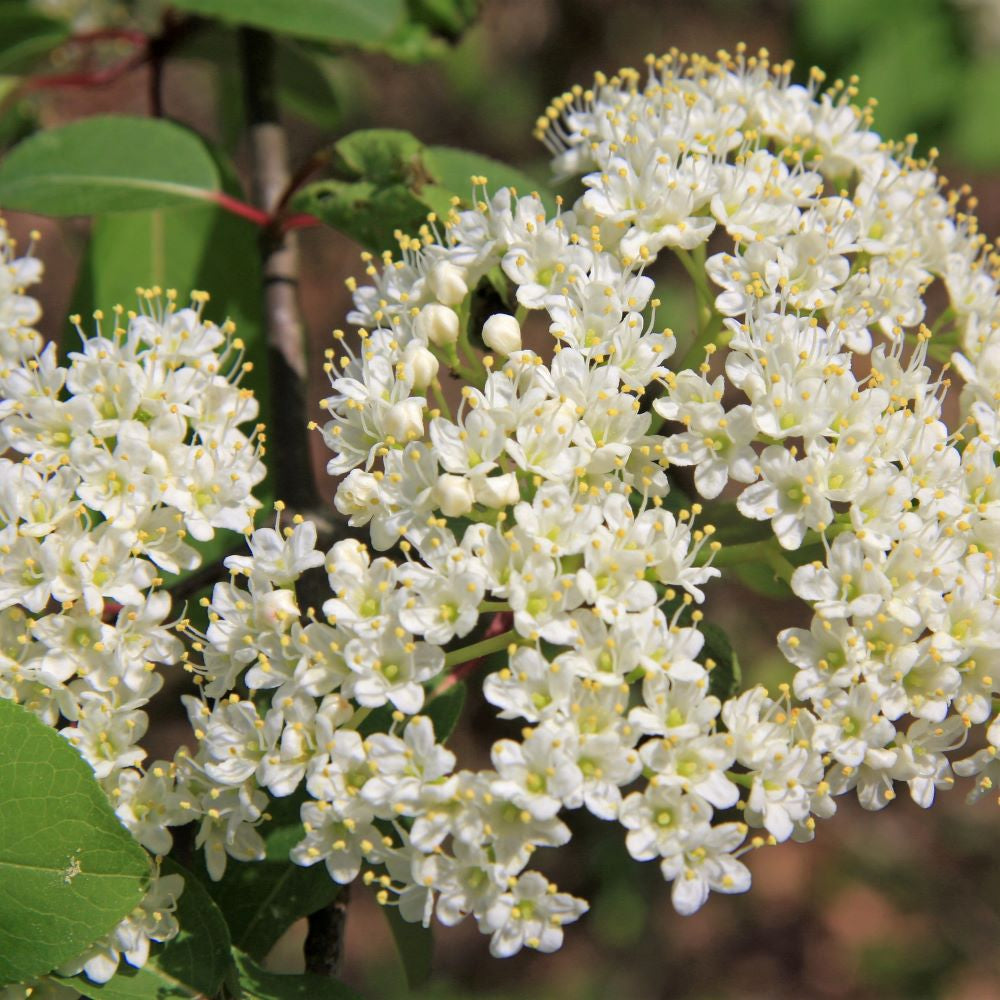 Northern Wild Raisin;Witherod - Viburnum cassinoides | Potted from StWilliams