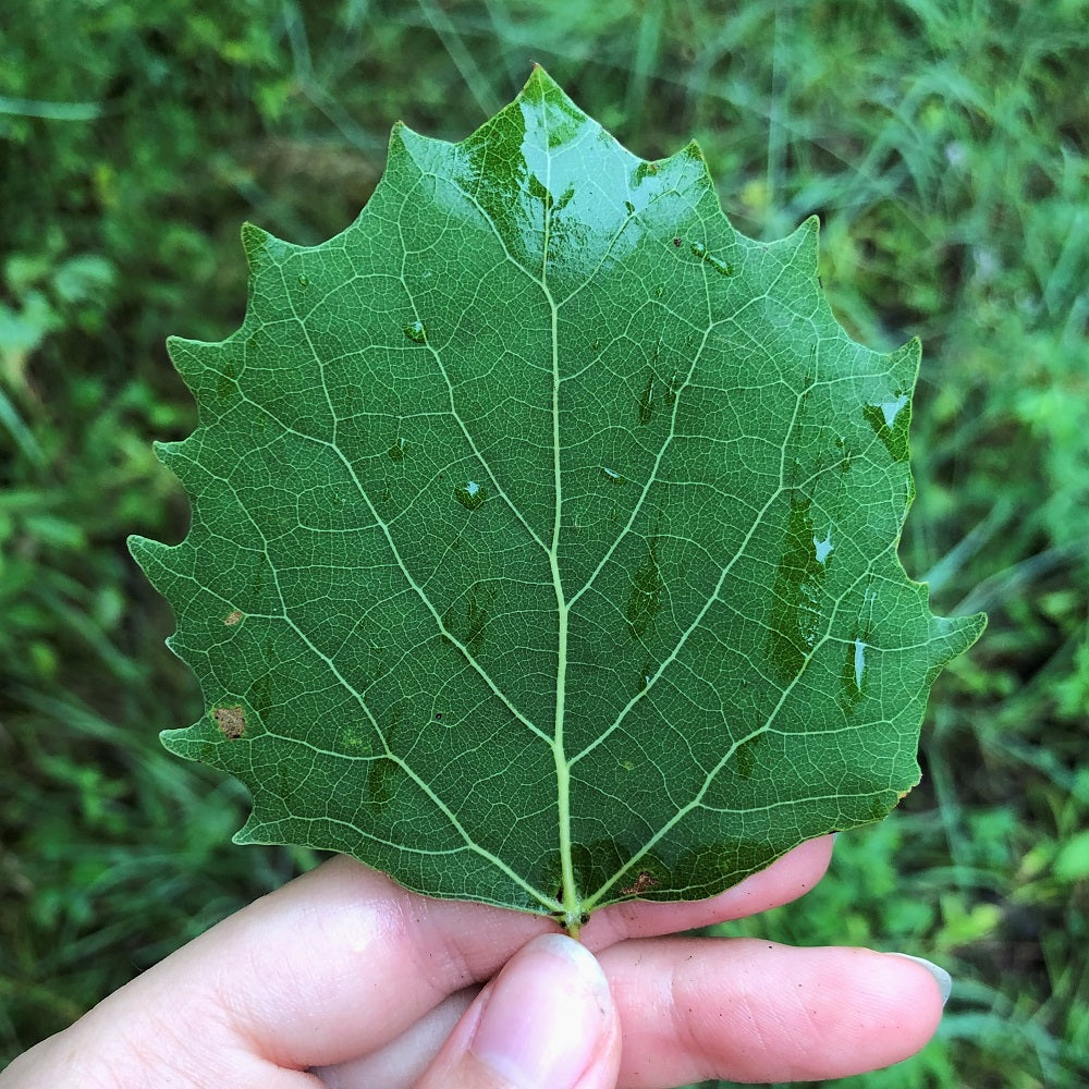 Large-Tooth Aspen - Populus grandidentata | Potted from StWilliams