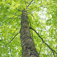 Yellow Birch - Betula alleghaniensis | Potted from StWilliams