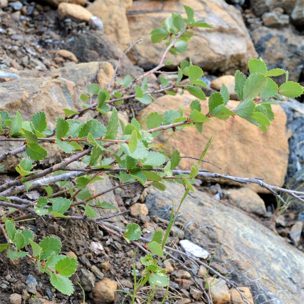 Bog Birch;Dwarf Birch - Betula pumila | Potted Shrub-Small Tree