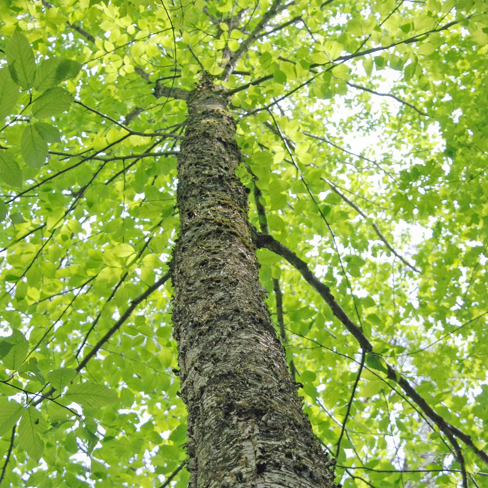 Yellow Birch - Betula alleghaniensis | Potted from StWilliams