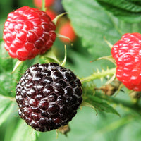 Black Raspberry - Rubus occidentalis | Potted from StWilliams
