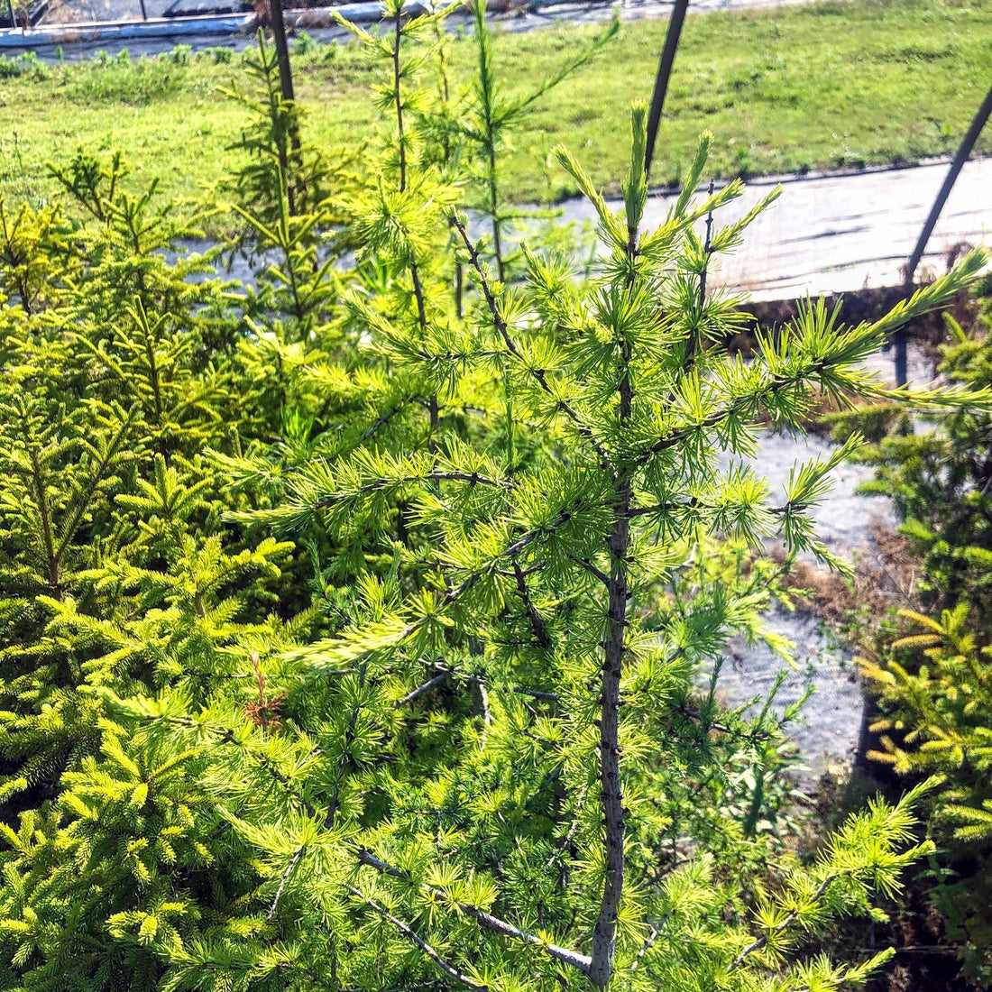 Tamarack - Larix laricina | Potted from StWilliams