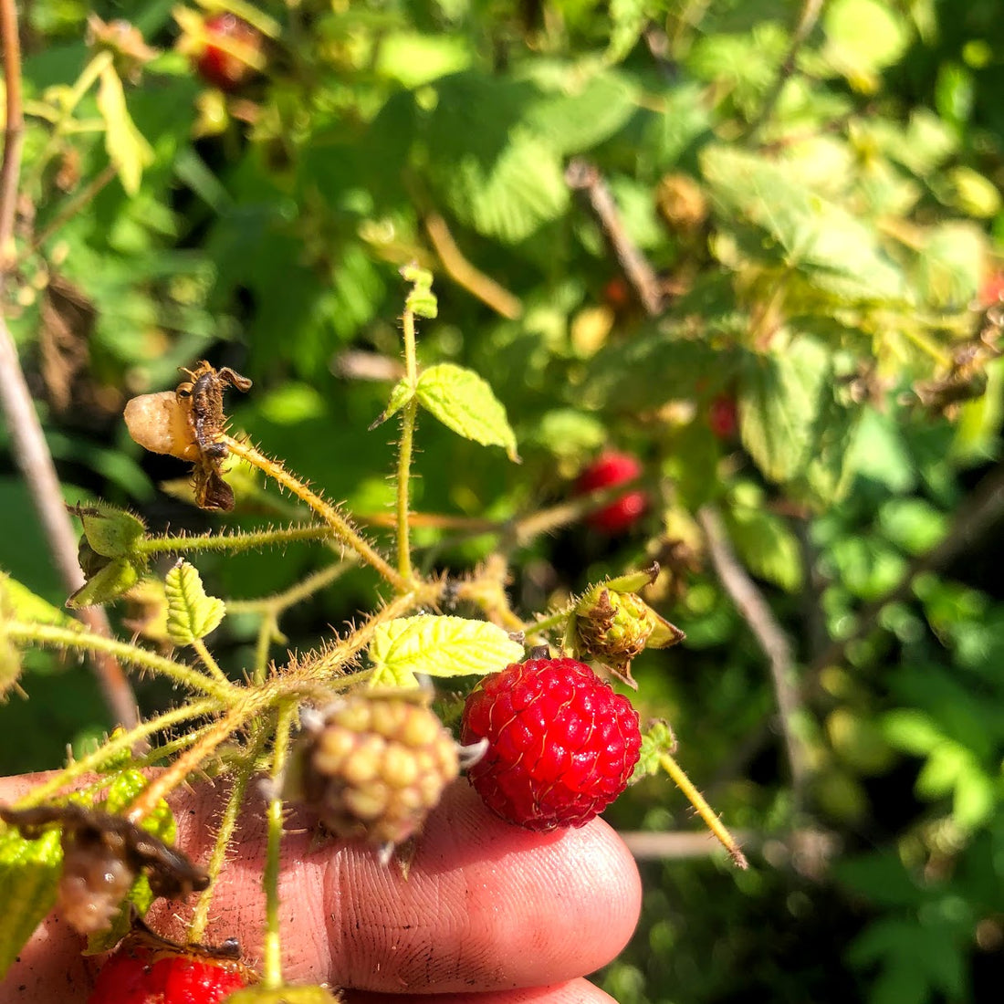 Red Raspberry - Rubus idaeus | Potted from StWilliams