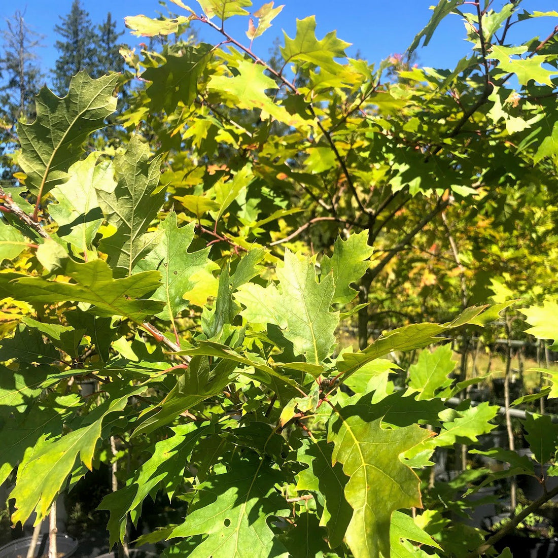 Red Oak - Quercus rubra | Potted from StWilliams