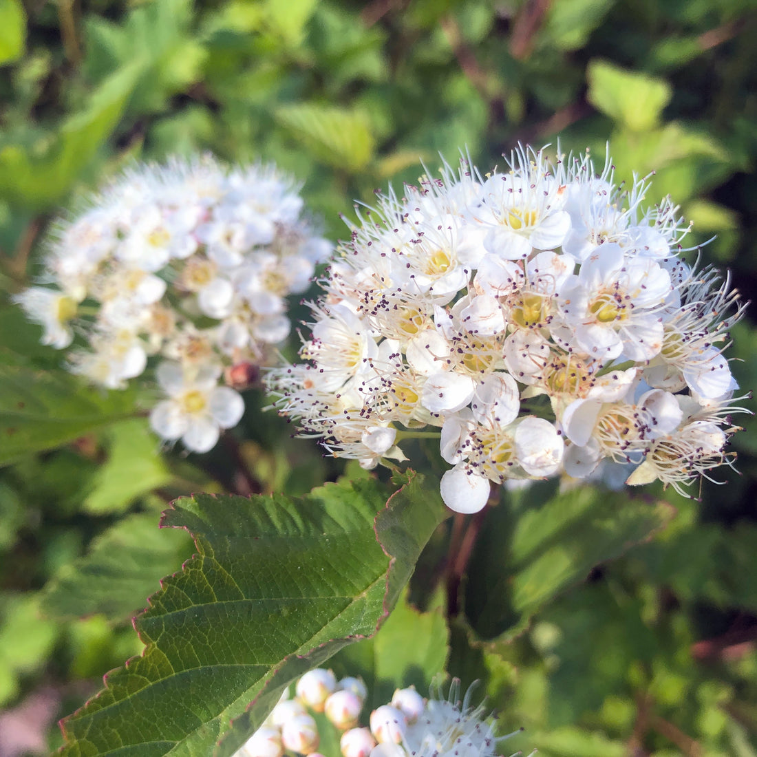 Ninebark - Physocarpus opulifolius | Potted from StWilliams