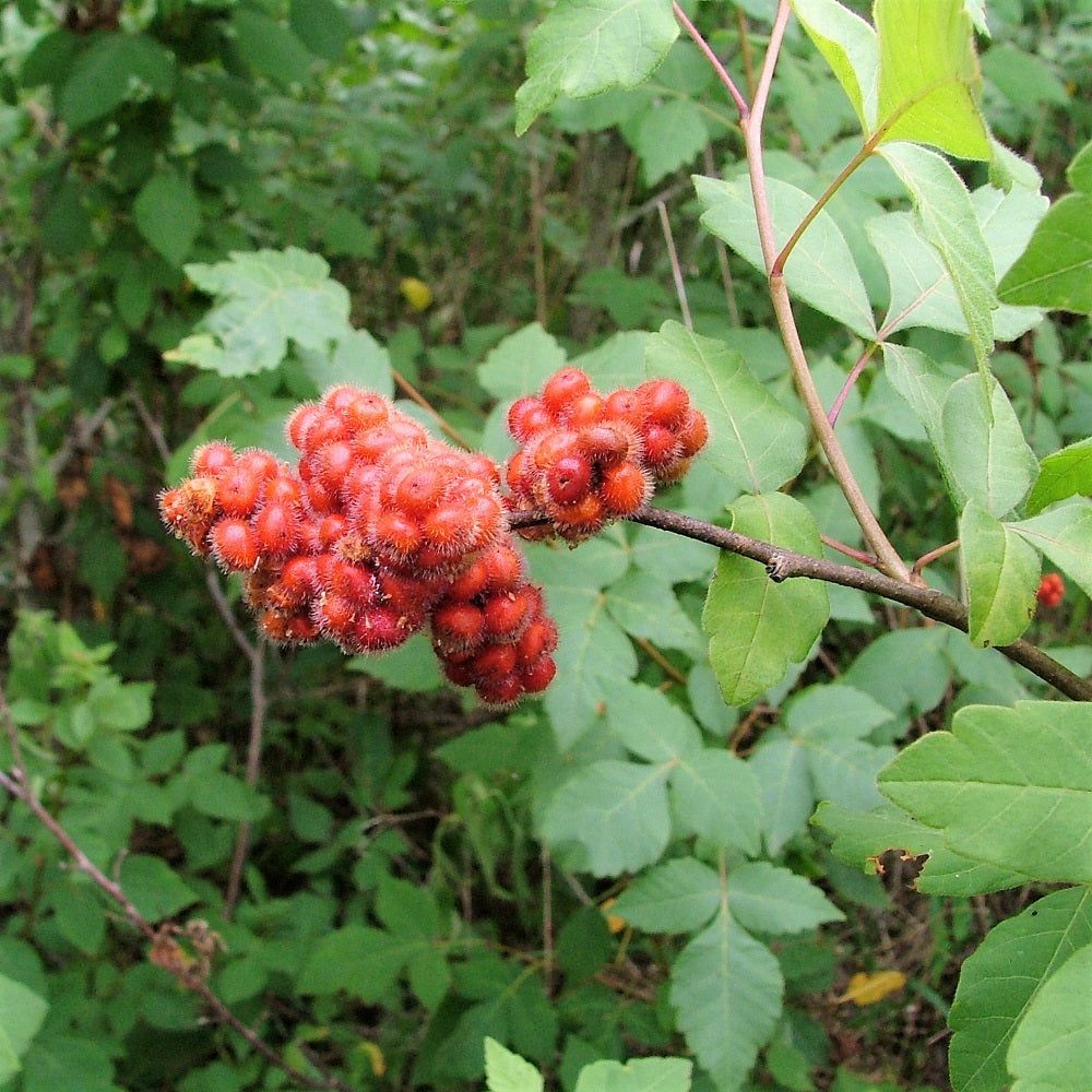 Fragrant Sumac - Rhus aromatica | Potted from StWilliams