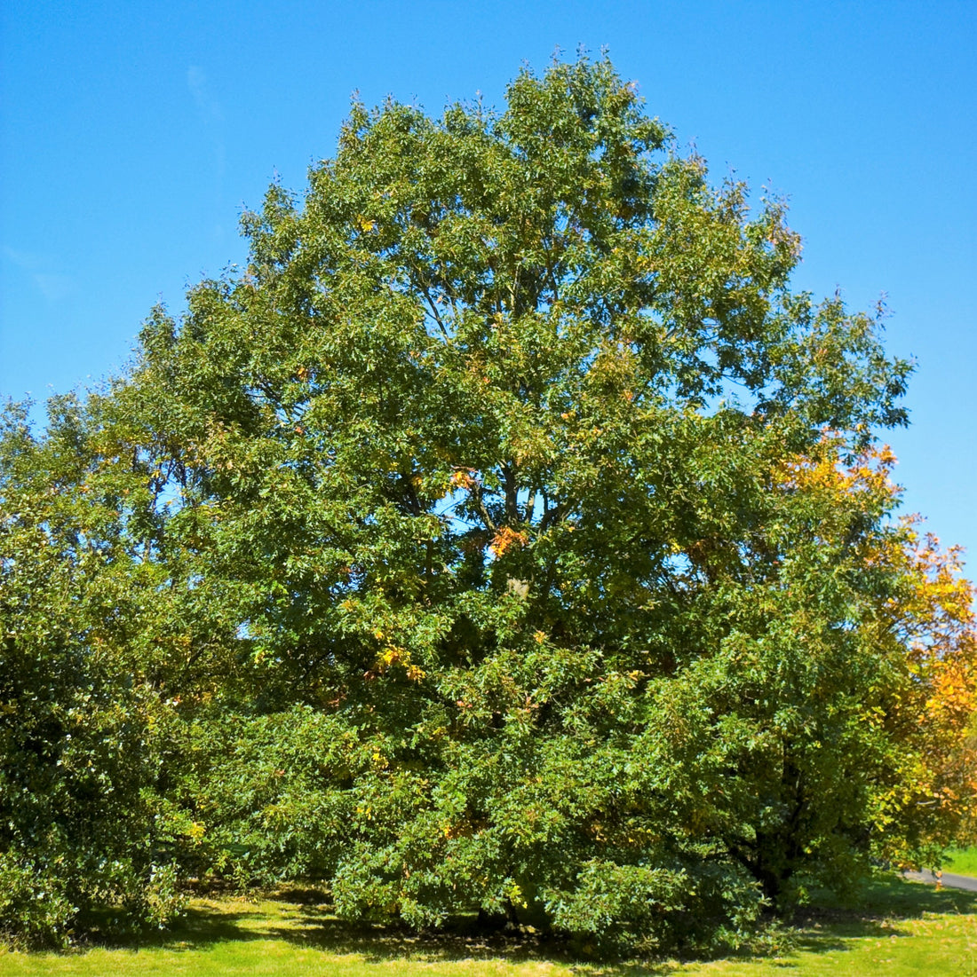 Black Oak - Quercus velutina | Potted from StWilliams