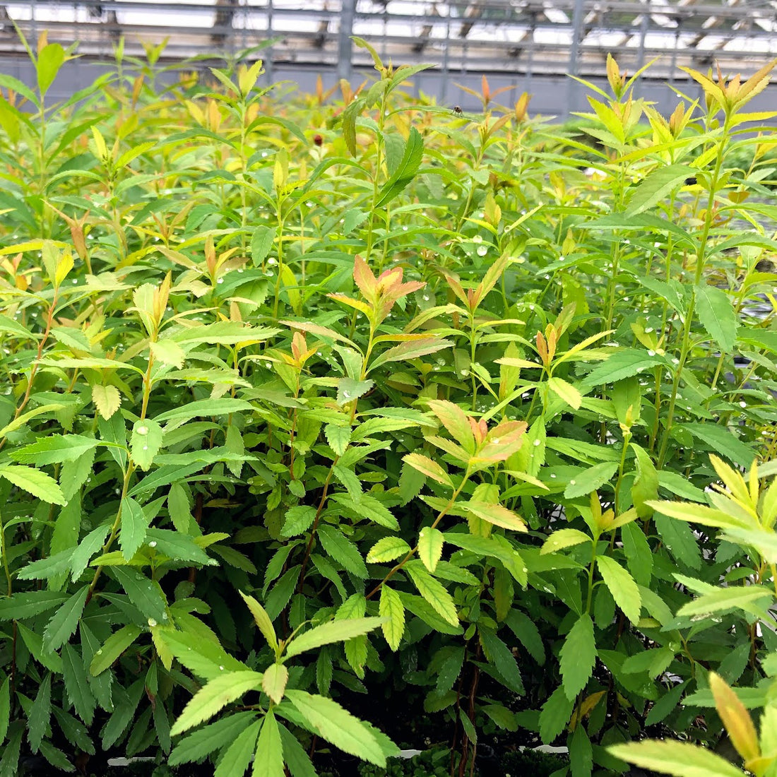 Meadowsweet - Spiraea alba | Potted from StWilliams