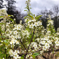 Pin Cherry - Prunus pensylvanica | Potted from StWilliams