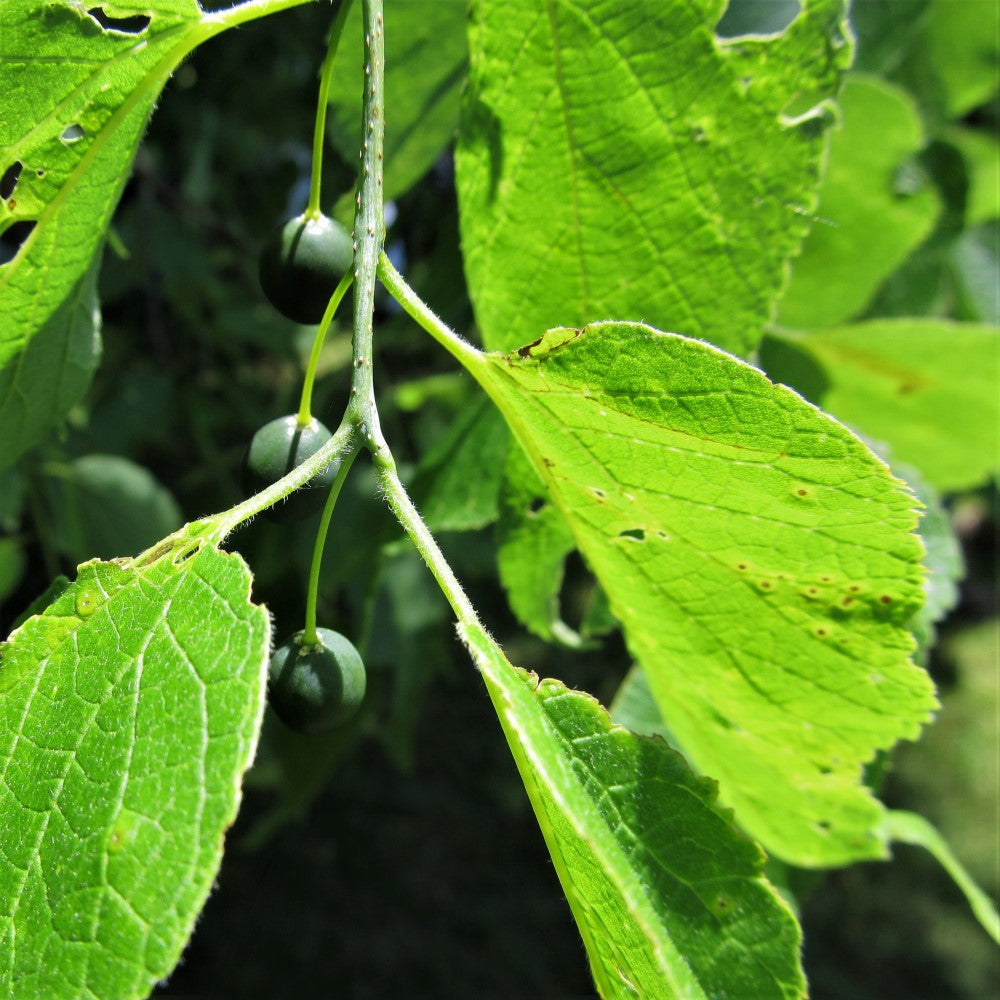 Hackberry  - Celtis occidentalis  | Wirebasket Deciduous Tree // ABTrees
