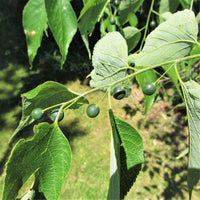 Hackberry  - Celtis occidentalis  | Wirebasket Deciduous Tree // ABTrees
