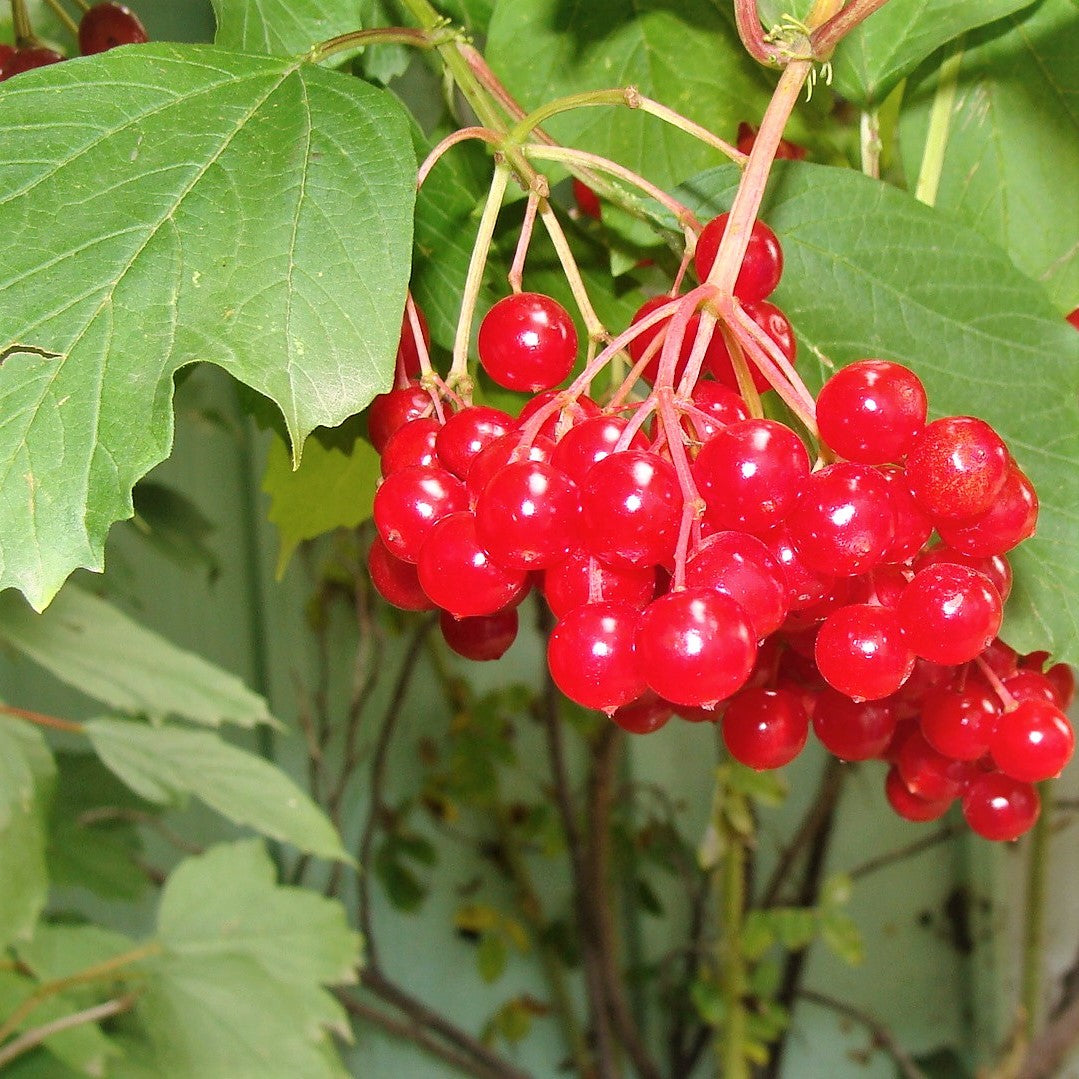 Highbush Cranberry - Viburnum trilobum | Potted Shrub