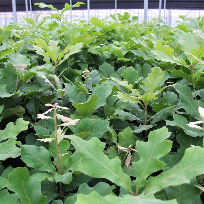 Black Oak - Quercus velutina | Potted from StWilliams