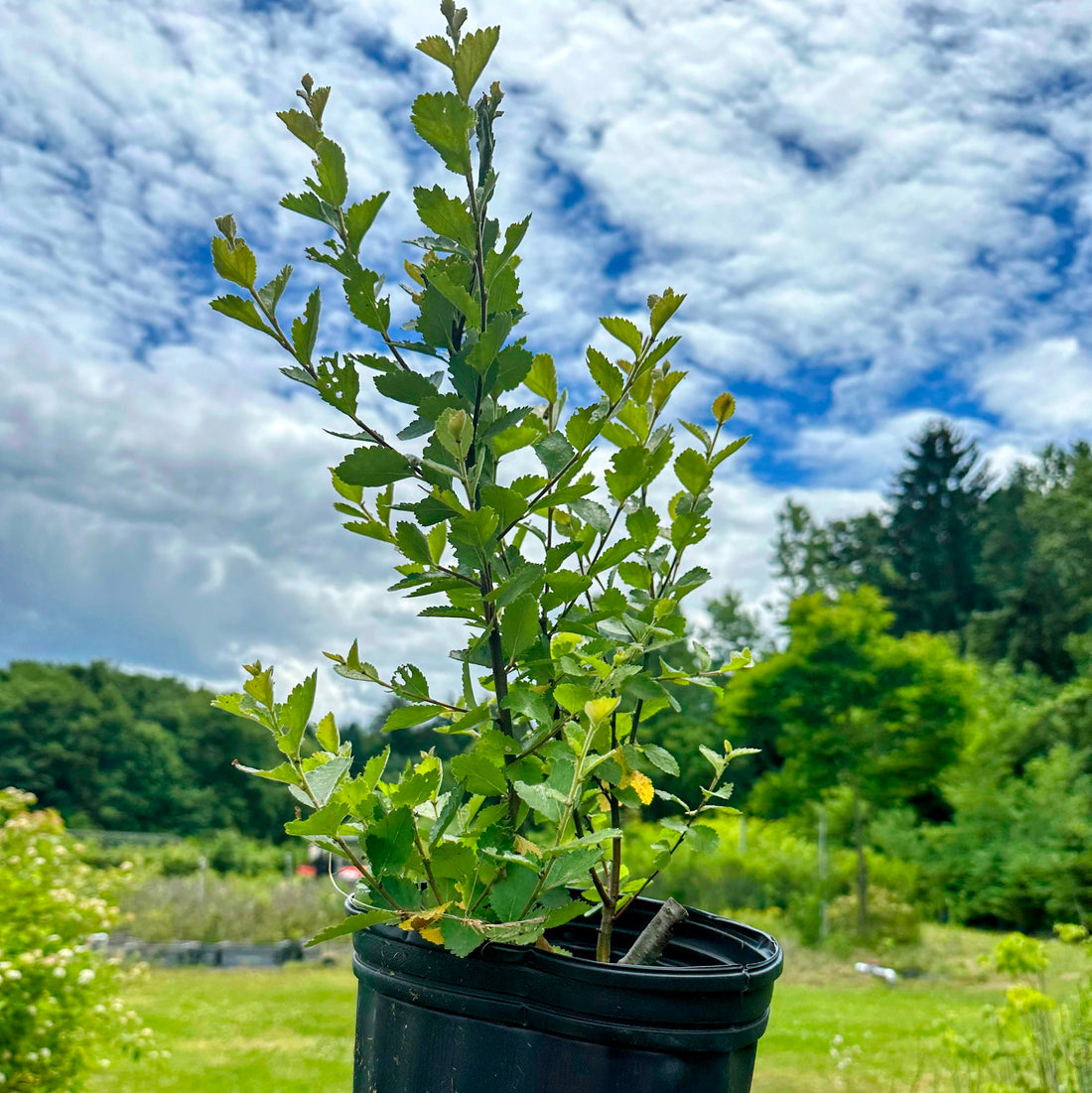 Bog Birch;Dwarf Birch - Betula pumila | Potted Shrub-Small Tree