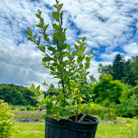 Bog Birch;Dwarf Birch - Betula pumila | Potted Shrub-Small Tree