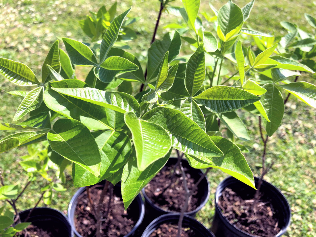 Hop Tree - Ptelea trifoliata | Potted Shrub-Small Tree