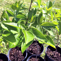 Hop Tree - Ptelea trifoliata | Potted Shrub-Small Tree