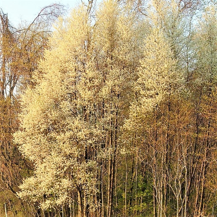 Pin Cherry - Prunus pensylvanica | Potted from StWilliams