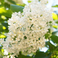Japanese Tree Lilac 'Ivory Silk' - Syringa reticulata 'Ivory Silk' | Wirebasket Shrub-Small Tree // ABTrees