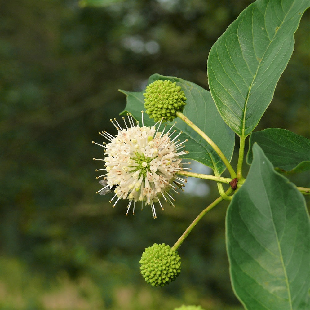 Buttonbush - Cephalanthus occidentalis | Potted from StWilliams