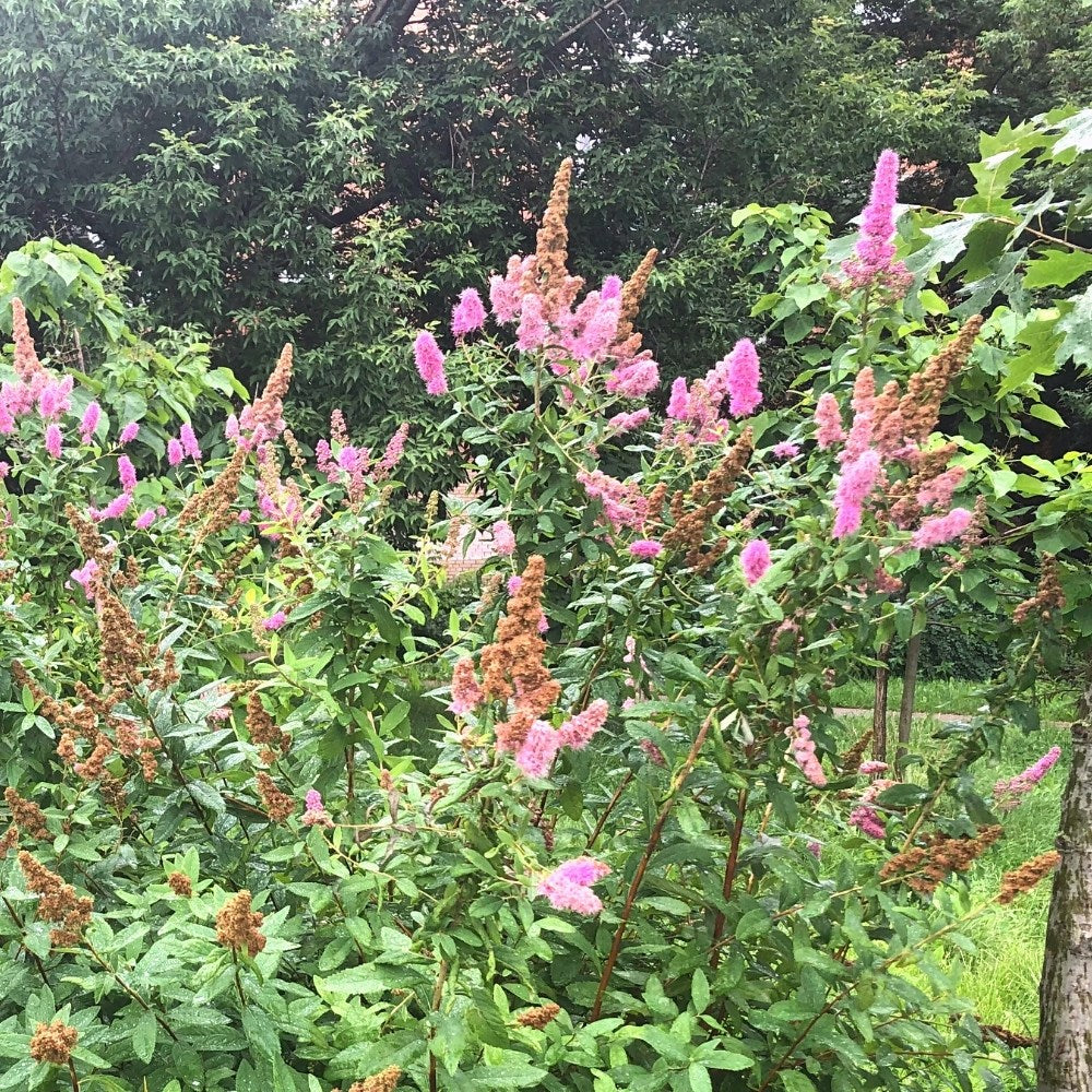 Steeplebush; Tomentose Meadowsweet - Spiraea tomentosa | Potted from StWilliams