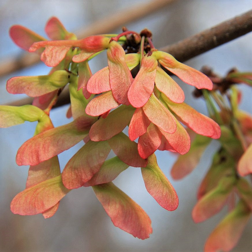 Red Maple - Acer rubrum | Wirebasket from ABTrees