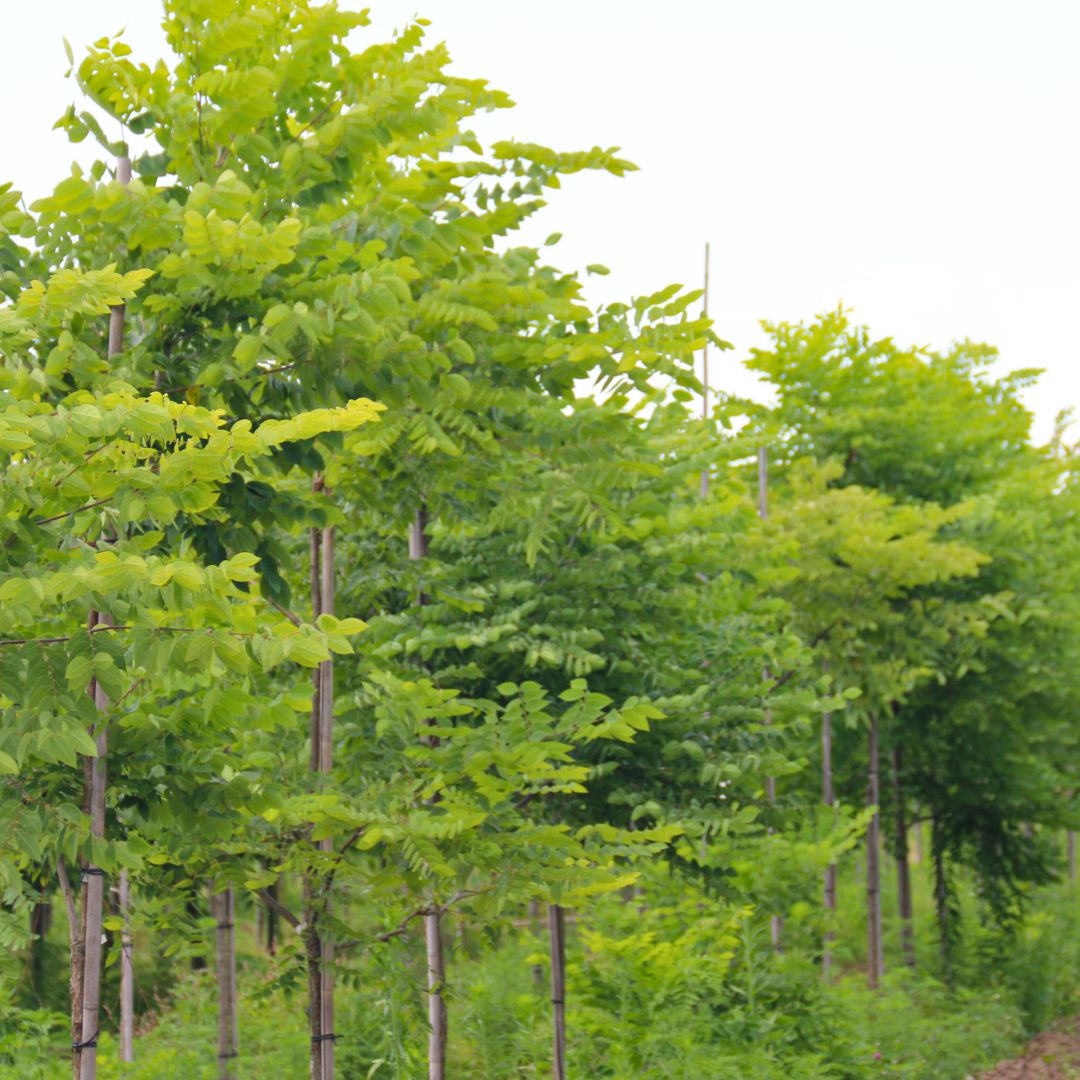Kentucky Coffeetree  - Gymnocladus dioicus  | Wirebasket Deciduous Tree // ABTrees