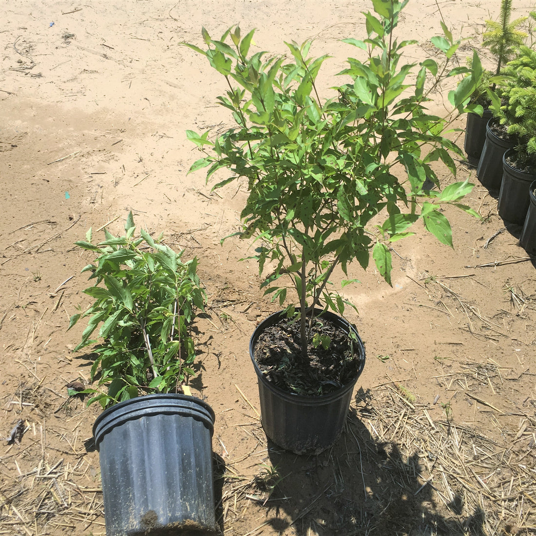 Gray Dogwood - Cornus racemosa (C. foemina) | Potted from StWilliams