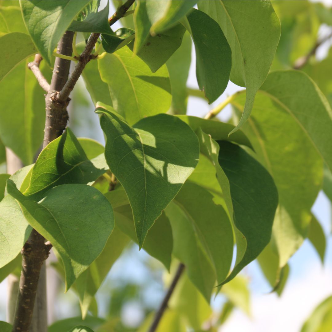 Japanese Tree Lilac &