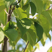 Japanese Tree Lilac 'Ivory Silk' - Syringa reticulata 'Ivory Silk' | Wirebasket Shrub-Small Tree // ABTrees