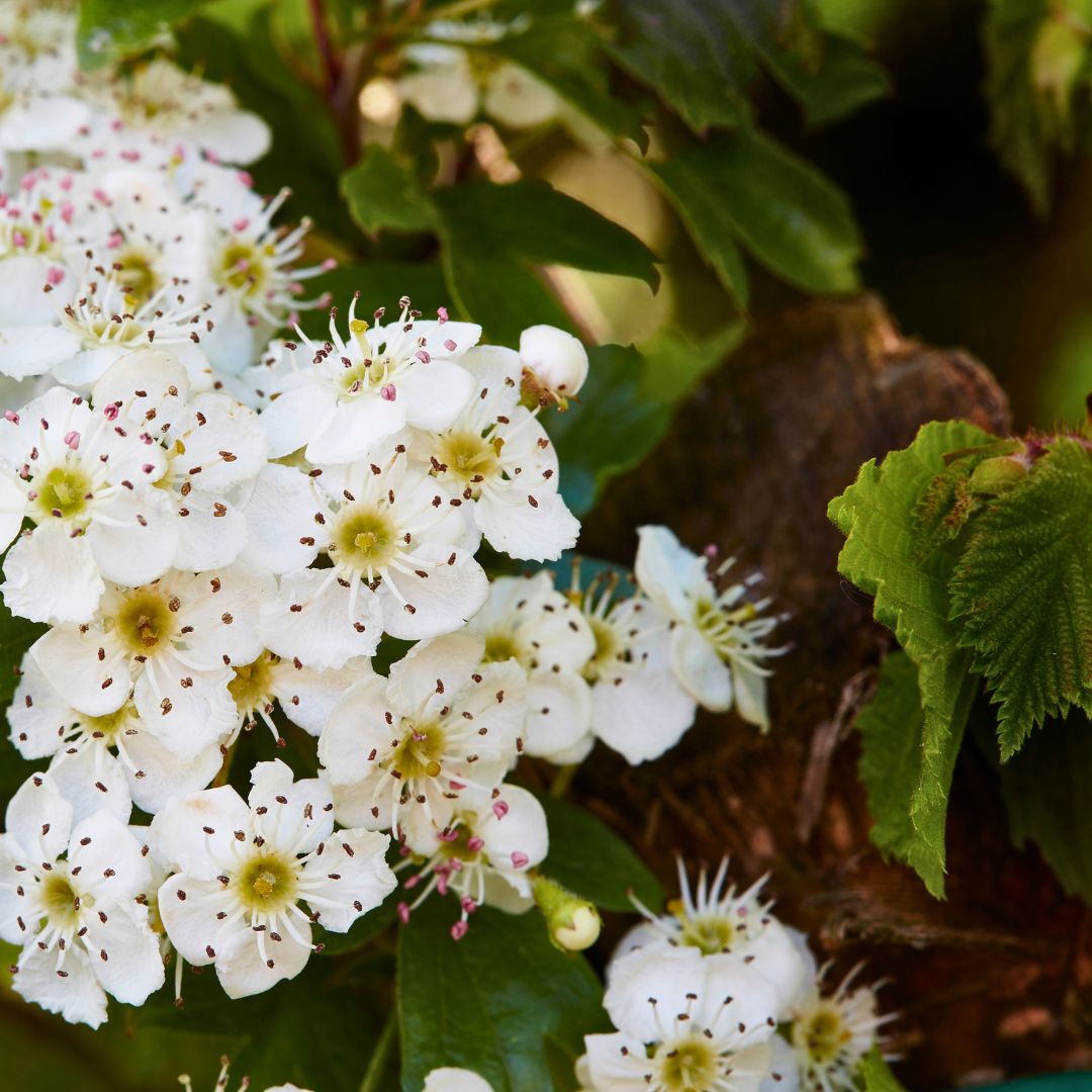 Fireberry Hawthorn - Crataegus chrysocarpa | Potted from StWilliams