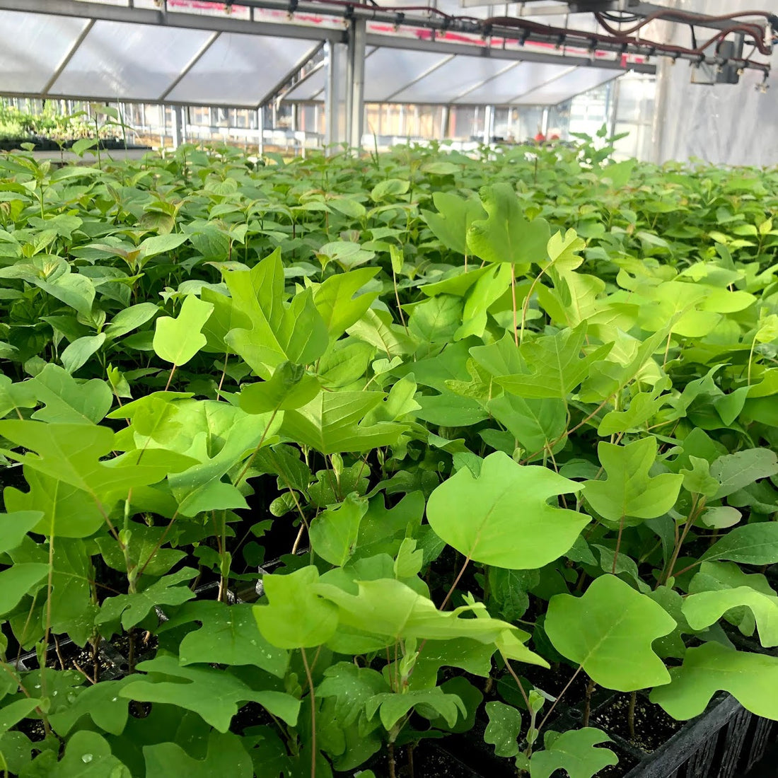 Tulip Tree - Liriodendron tulipifera | Potted from StWilliams