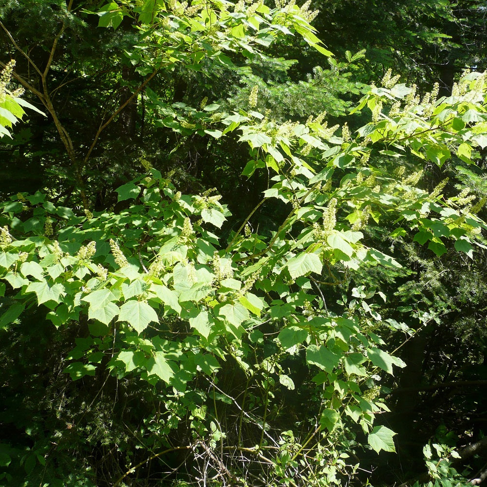 Mountain Maple - Acer spicata | Potted Deciduous Tree