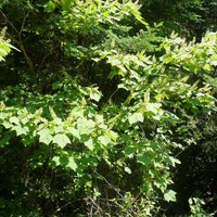 Mountain Maple - Acer spicata | Potted Deciduous Tree