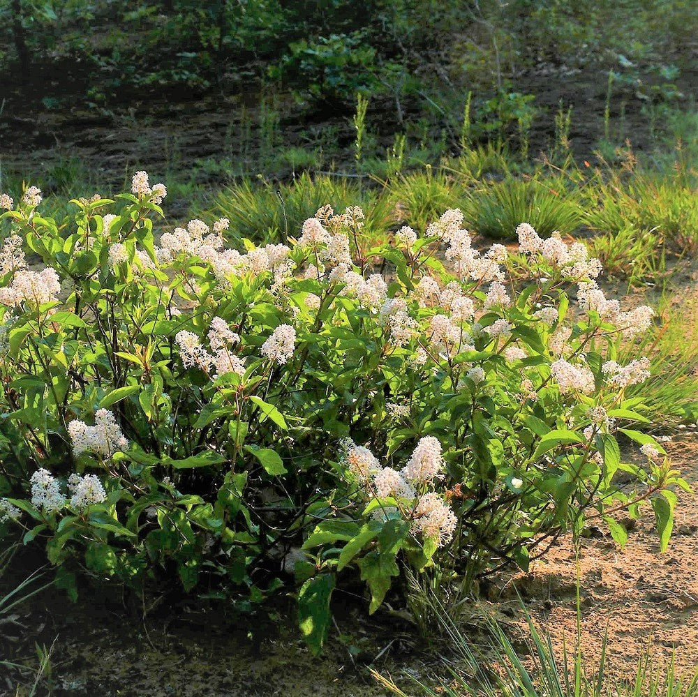 New Jersey Tea - Ceanothus americanus | Potted Shrub