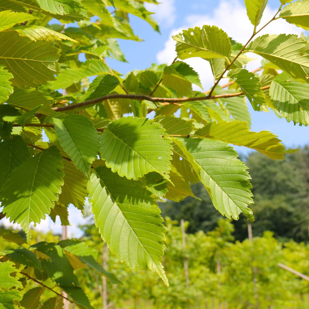 American Elm &