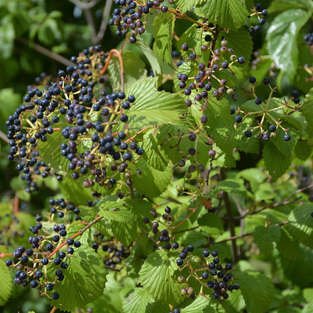 Smooth Arrowwood - Viburnum recognitum | Potted from StWilliams