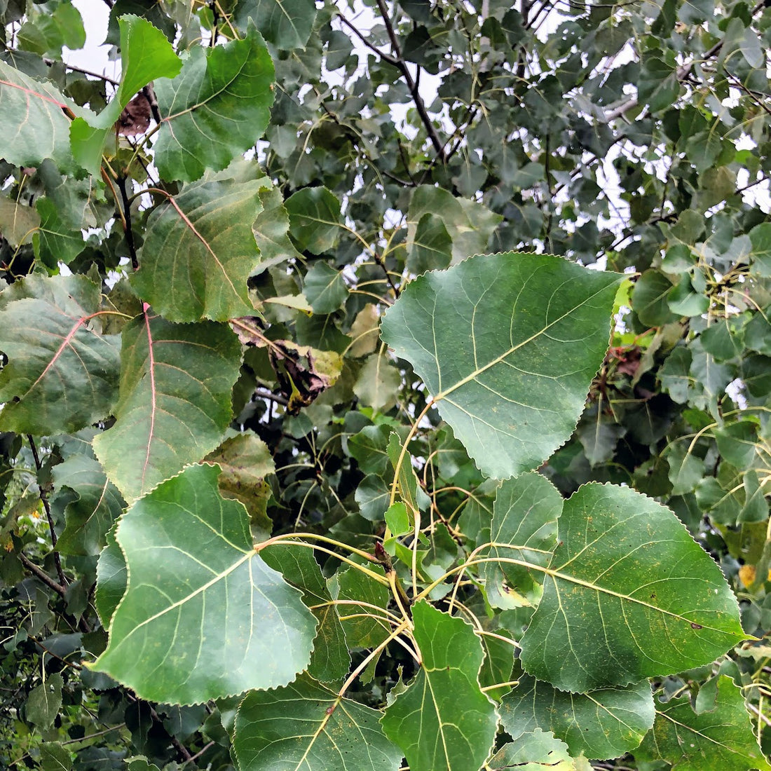 Cottonwood - Populus deltoides | Potted from StWilliams