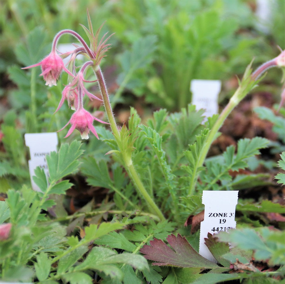 Prairie Smoke - Geum triflorum | Native Plants Perennial
