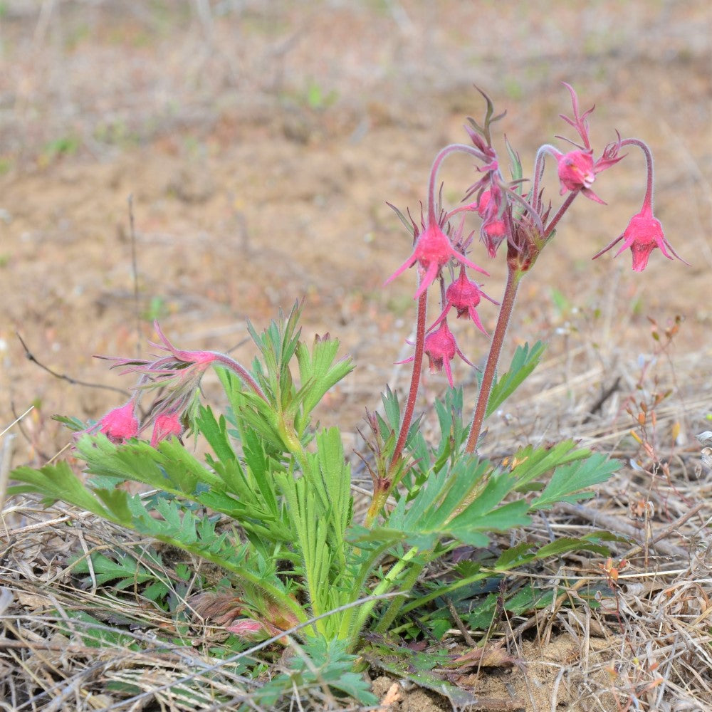 Prairie Smoke - Geum triflorum | Native Plants Perennial