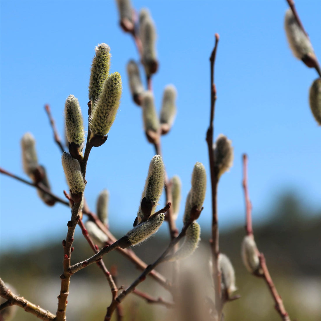 Pussy Willow - Salix discolor | Potted Shrub-Small Tree