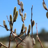 Pussy Willow - Salix discolor | Potted Shrub-Small Tree