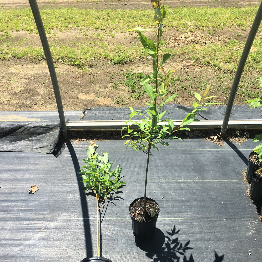 Pussy Willow - Salix discolor | Potted Shrub-Small Tree