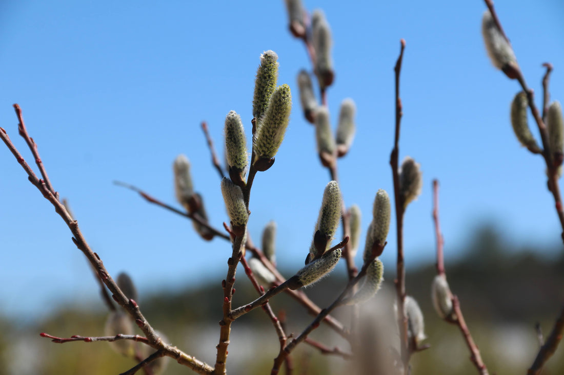 Pussy Willow - Salix discolor | Potted Shrub-Small Tree
